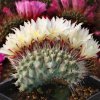 Strombocactus_disciformis_forma_cristata